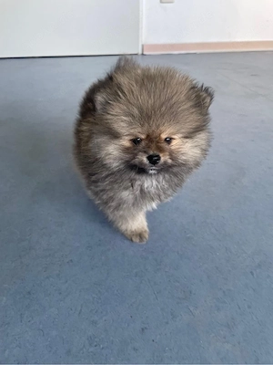 Wunderschöne reinrassige Pomeranian (Zwergspitz) Welpen   ab sofort abgabebereit   