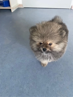 pomeranien mini zwergspitz Bild 3