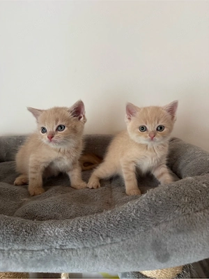 1 x BKH Kitten Bub ab 22.08