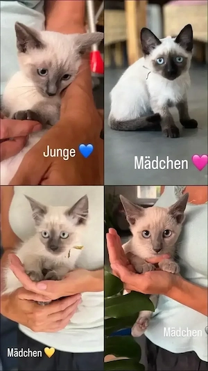 reinrassige siam kitten suchen ab sofort ein neues zu Hause