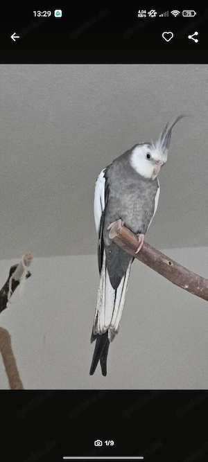 Suche Nymphensittich Hahn Weißkopf spalt Lutino
