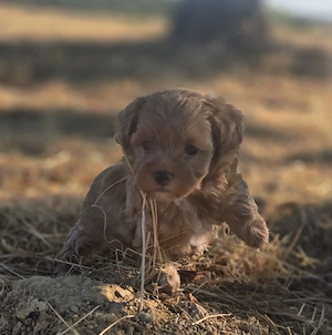 maltipoo Welpen F1 Verpaarung nur noch ein rüde und eine Hündin sucheb ein zuhause 