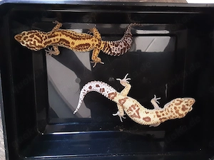 Verkaufe Leopardgeckos 