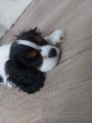Cavalier King Charles Spaniel Welpe abzugeben