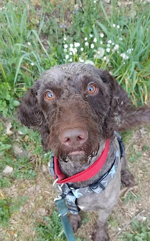 Labradoodle "kein Verkauf"