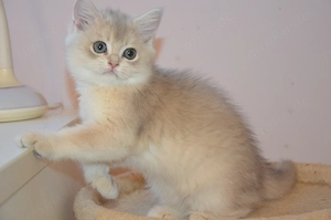 Süße BKH Golden und Blue Golden Shaded Babykatzen - entwurmt und geimpft 