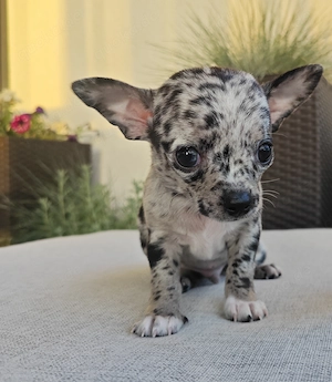 Exklusive Kurzhaar Chihuahua Welpen aus liebevoller Familie