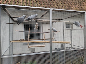 Pärchen Kongograupapgeien