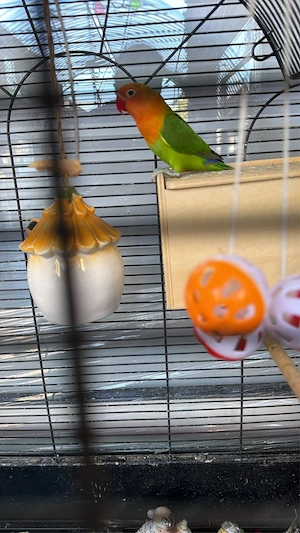 ich verkaufe 2 vögel 