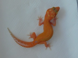 0.1 WY RAPTOR Weibchen | Leopardgecko Weibchen Nachzucht | Eublepharis macularius