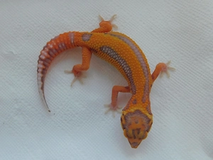 0.2 Leopardgecko Jungtiere | Weibchen | Bell Albino
