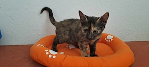 Katzenbaby " Meika "