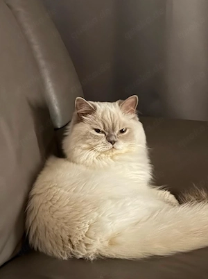 Britisch langhaarige Katze