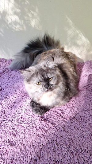 Perser Katze