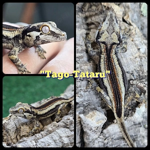 0.0.1 Rhacodactylus auriculatus Höckerkopfgecko Gargoyle