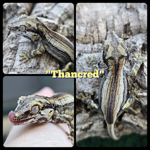 0.0.1 Rhacodactylus auriculatus Höckerkopfgecko Gargoyle