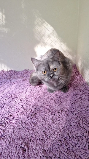 Perser Katze 