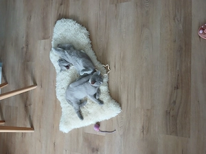 Britisch Kurzhaar Kitten