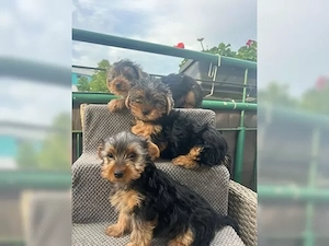 Wunderschöne Yorkshire-Terrier-Welpen