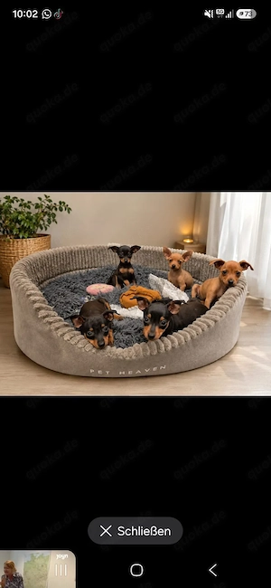 Zwergpinscher Babys