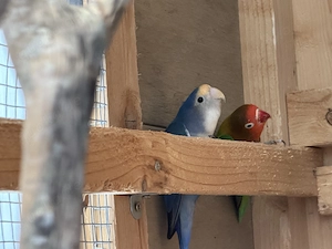 Agaporniden Pärchen 