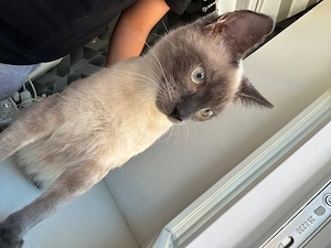 Katze zu verkaufen 