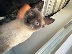 kater sucht neues zuhause     