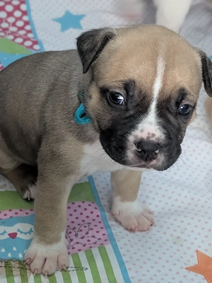OEB Am. Bulldog + Pocket Bully Welpen in schönen Farben 
