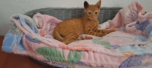 Katzenbaby " Nico " kastriert