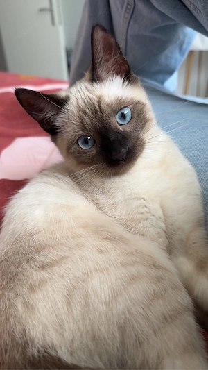 siam katze 