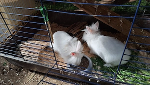 Zwergkaninchen