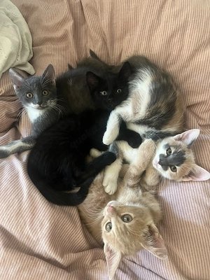 Katzenbabys suchen ein liebevolles Zuhause     