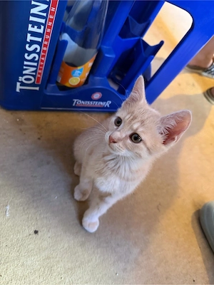 EKH Kitten