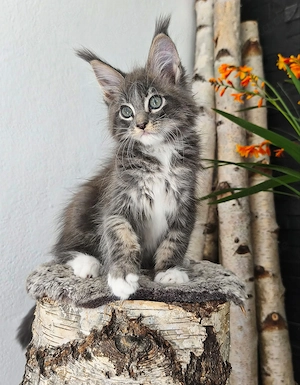 Maine Coon Kitten (reinrassig) abzugeben