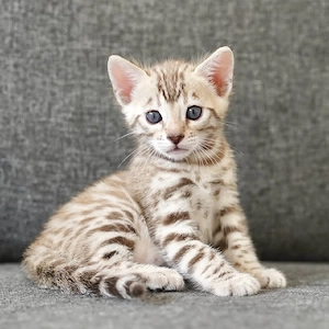 Bengal-Kätzchen