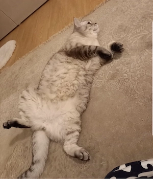 BKH Kater & autom. elektrische Katzenklo