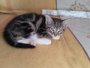 4Katzen kinder Ab zu geben am 21.06 geboren 3madels und ein Junge 