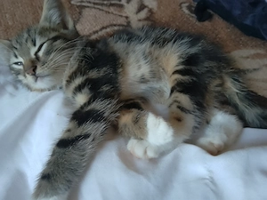 4Katzen kinder Ab zu geben am 21.06 geboren 3madels und ein Junge 