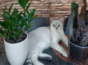BKH schmuse Katze