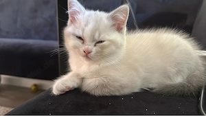 Zwei zuckersüße BKH-Bärchen (Kater & Weibchen) suchen ihr  Für-immer-Zuhause !