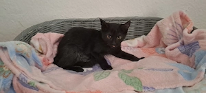 Katzenbaby " Nora " kastriert