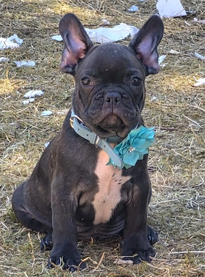  Französische Bulldoggenwelpe noch 1 Rüde