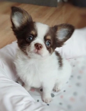chihuahua männchen sucht neues zuhause 