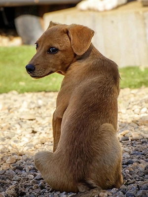 Pinscher Mix Hündin 5kg 6Mon 33cm BUNDESWEIT ausreisebereit aus Kroatien  Bild 3