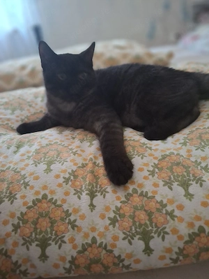 bkh reinrassige kitten Jungen