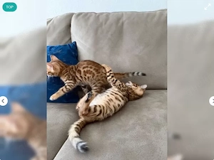 Reinrassige Bengalkitten suchen ein Zuhause Bengal Kitten Kätzchen 