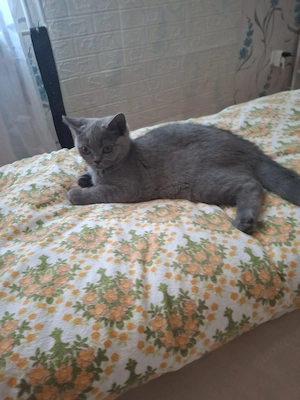 bkh reinrassige kitten Mädchen