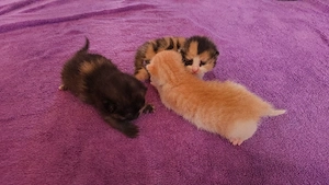 1 Kitten ist noch frei