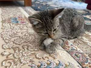 bkh kitten baby katze kätzchen 