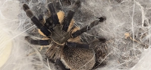 Vogelspinnen zu verkaufen 3x weibchen 